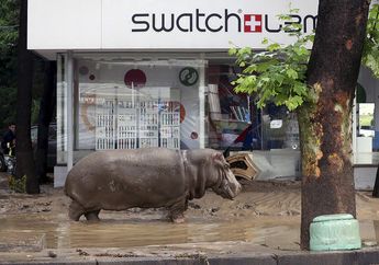 Sempat Dilanda Banjir, Kebun Binatang Tbilisi Akan Kembali Dibuka