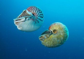 Inilah Spesies Paling Langka di Dunia