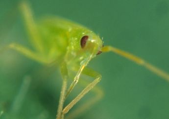 Serangga Kecil yang Saling Mengaum Seperti Singa