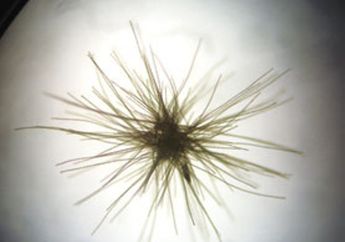 Perubahan Iklim Dapat Percepat Evolusi Bakteri Laut