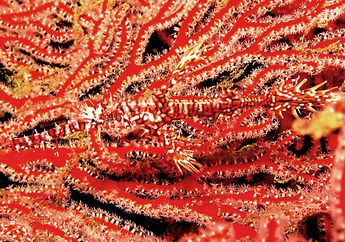 Ikan Laut Ini Jago Berkamuflase
