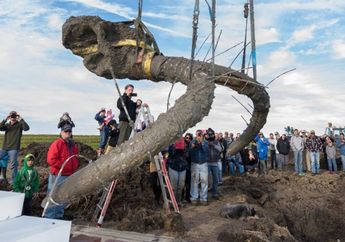 Fosil Mamut Kuno ditemukan di Michigan