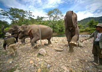 Konflik Manusia dan Gajah yang Tak Kunjung Usai