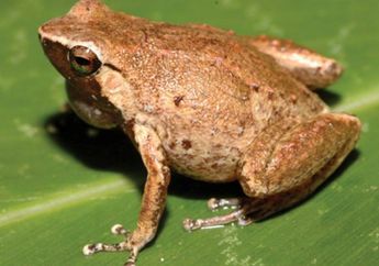 Dua Spesies Baru Katak Mulut Sempit ditemukan di Raja Ampat