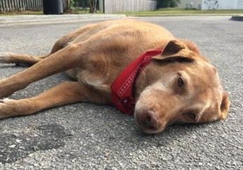 Paco, Tidur di Lokasi Tewasnya Sang Majikan