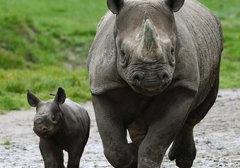Badak Hitam Langka Melahirkan Anak Pertamanya Setelah 40 Tahun