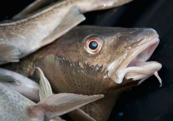 Persediaan Ikan Cod Berkurang akibat Lautan yang Memanas