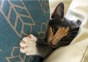 Kafe Penuh dengan Kucing diyakini Bisa Menjadi Obat Stres