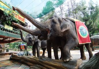 Akrabi Alam Bersama Royal Safari Garden