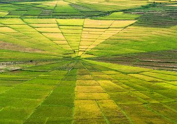 Sawah di Cancar