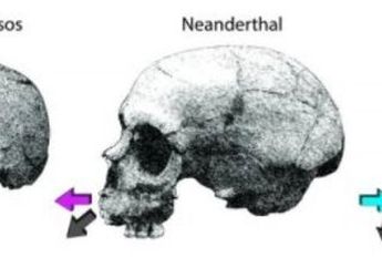 Perbedaan Pertumbuhan Wajah antara Neanderthal dan Manusia Modern