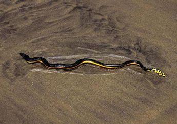 Perjalanan Ular Laut Perut Kuning Menjelajahi Dunia