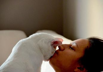 Hal-Hal Mengejutkan yang Tidak Pernah Anda Ketahui Tentang Kucing Anda