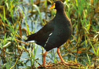 <i>Paragallinula</i>: Ahli Ornitologi Jelaskan Jenis Burung Baru