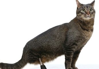 Kisah Kucing Berkaki Titanium