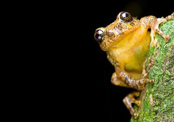 Dinyatakan Punah, Katak Ini Ditemukan Kembali setelah 150 Tahun
