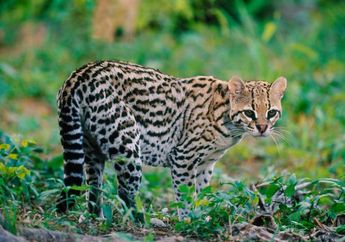 Catatan Kejahatan Satwa Liar : Macan Tutul Kerdil, Burung Parkit dan Banyak lagi