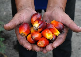 Ihwal Kelapa Sawit, Indonesia Masih Hadapi Tantangan