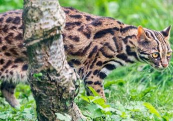 Macan Tutul Cina, Kucing Tertua dari 5.500 Tahun Lalu