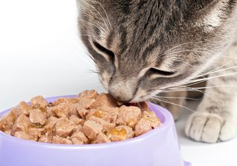 Makanan Rasa Ikan Bisa Sebabkan Hipertiroidisme Pada Kucing