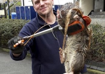 Tikus Sepanjang 1,2 Meter Ditemukan di Taman Bermain
