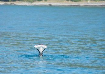 Mengejutkan, Seekor Paus Tanpa Ekor Berenang di Pesisir Kaikoura