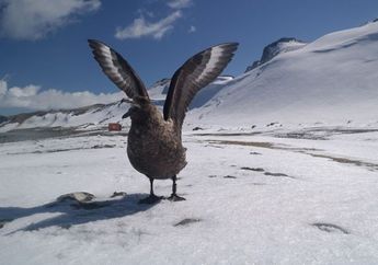 Burung Antartika Ini Ingat Manusia yang Telah Mengganggu Mereka