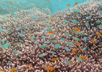 Bangsring, Godaan Destinasi Pertobatan Laut
