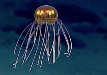Terungkap, Ubur-ubur Mirip UFO Ini Mendiami Samudera Pasifik