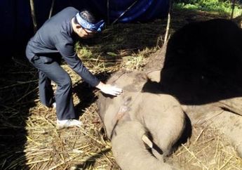 Kematian Gajah Yani Cerminkan Buruknya Tata Kelola Kebun Binatang Bandung