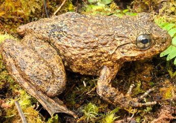 Temuan LIPI Ini Kemungkinan Jenis Katak Baru dari Sulawesi