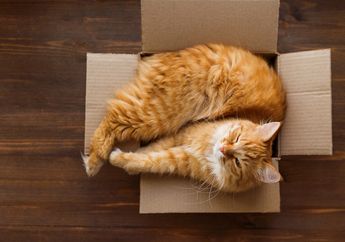 Makna di Balik Kebiasaan Aneh Kucing