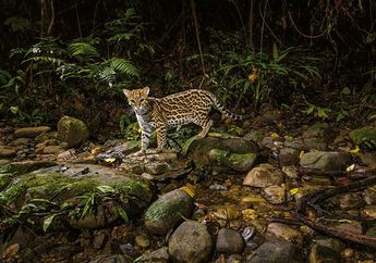 Kelestarian di Peru