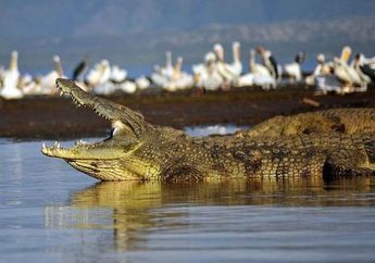 Buaya Nil Ditemukan di Florida, Ilmuwan Khawatirkan Spesies Lokal