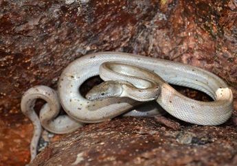 Ilmuwan Temukan Spesies Baru Boa Perak di Pulau Terpencil Bahama