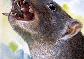 Keluarga Marsupial Pemakan Siput yang Telah Punah Berhasil Ditemukan