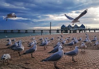 Apakah Burung Seagull Meninggalkan Laut?