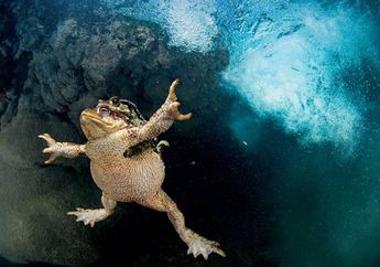 Keintiman Katak
