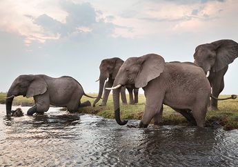 Menyaksikan Gajah Afrika