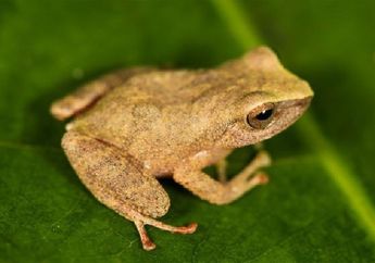 Selamatkan Katak, Menyelamatkan Spesies Manusia