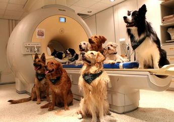 Anjing Memahami Kata-kata dan Intonasi Ketika Kita Bicara