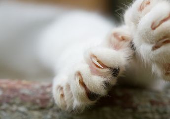 Cakaran Kucing Bisa Sebabkan Komplikasi Penyakit Serius