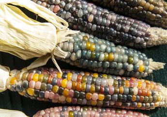 Jagung Permata, Varietas Langka Kembali Naik Daun