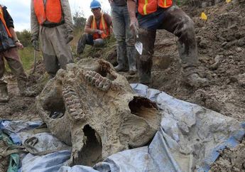 Arkeolog Temukan Sentuhan Manusia Pada Kerangka Mastodon Michigan