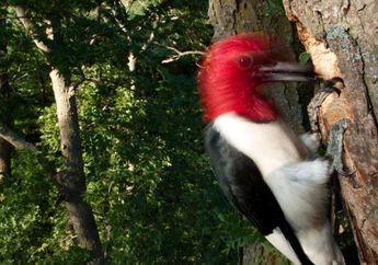 Rahasia Si Woody Woodpecker