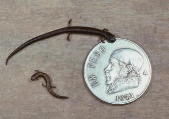 Ilmuwan Temukan Tiga Spesies Salamander Baru yang Berukuran Lebih Kecil dari Koin