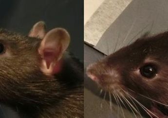 Beginilah Ekspresi Wajah Seekor Tikus Ketika Sedang Senang
