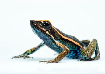 Spesies Baru Katak Beracun Ditemukan di Hutan Amazon