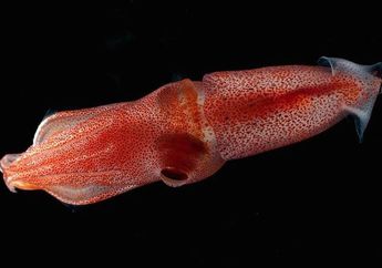 <i>Histioteuthis heteropsis</i>, Cumi Aneh Penghuni Laut Dalam