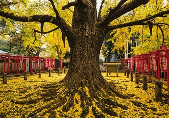 Ginko Pemberi Keturunan